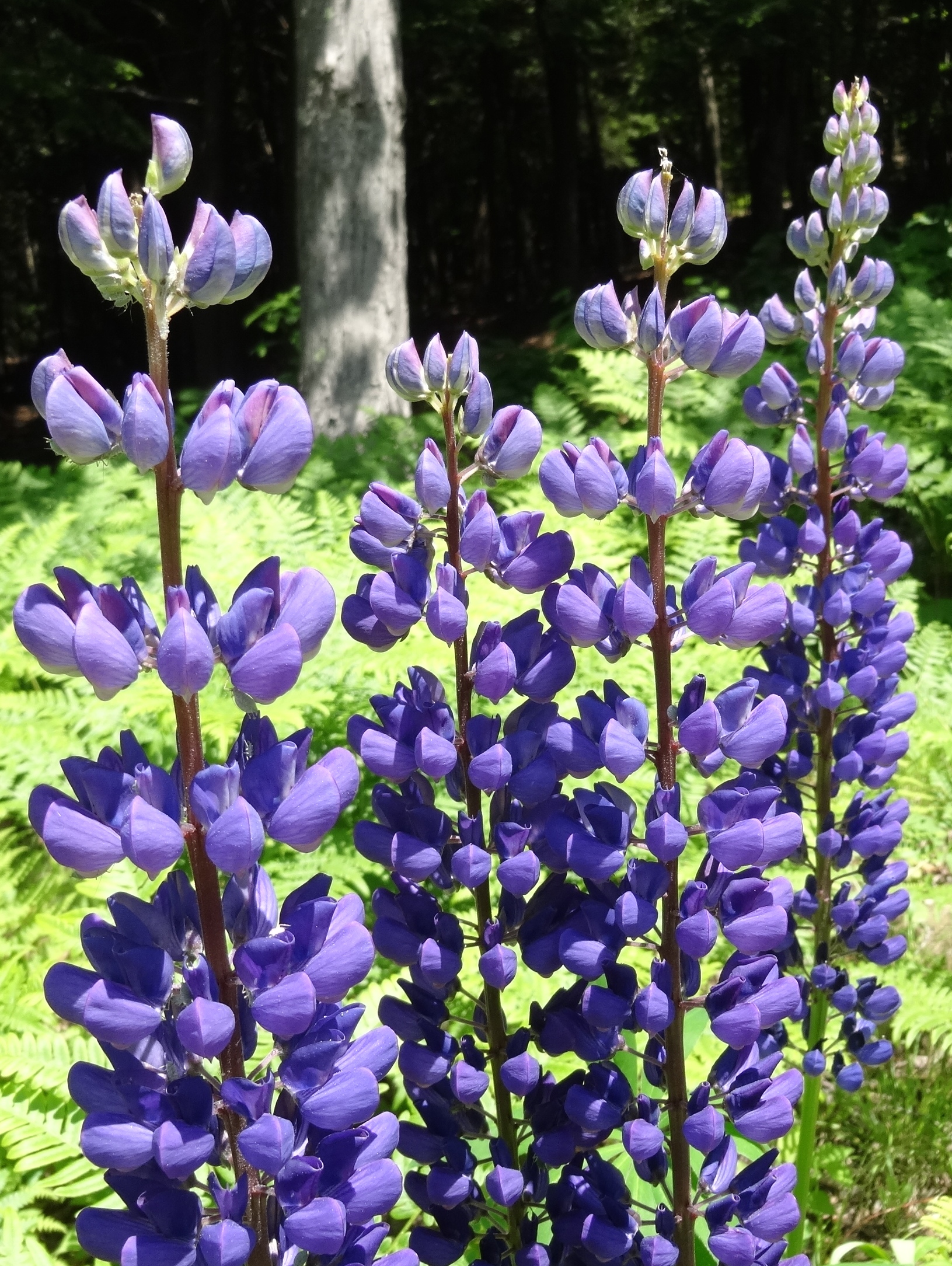 Lupin – Leaf And Twig