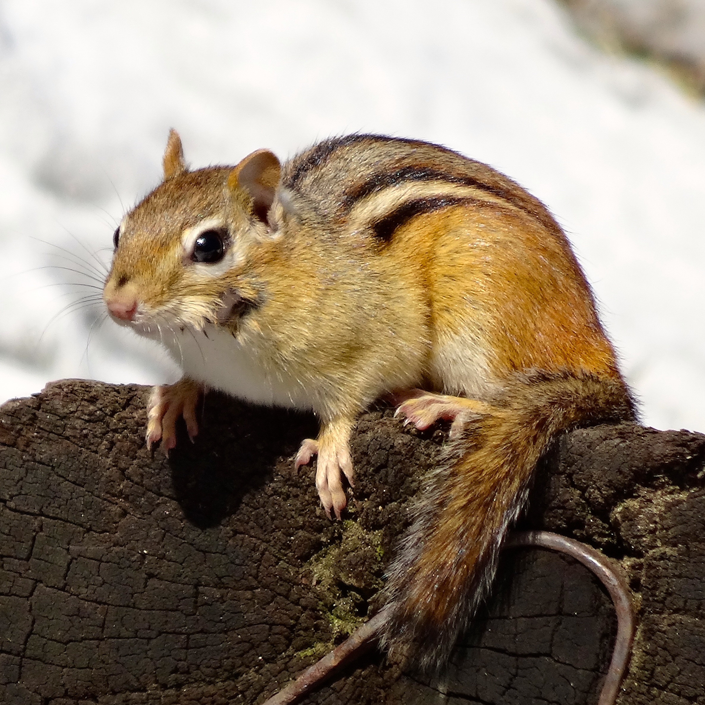 One of a Scurry – Leaf And Twig