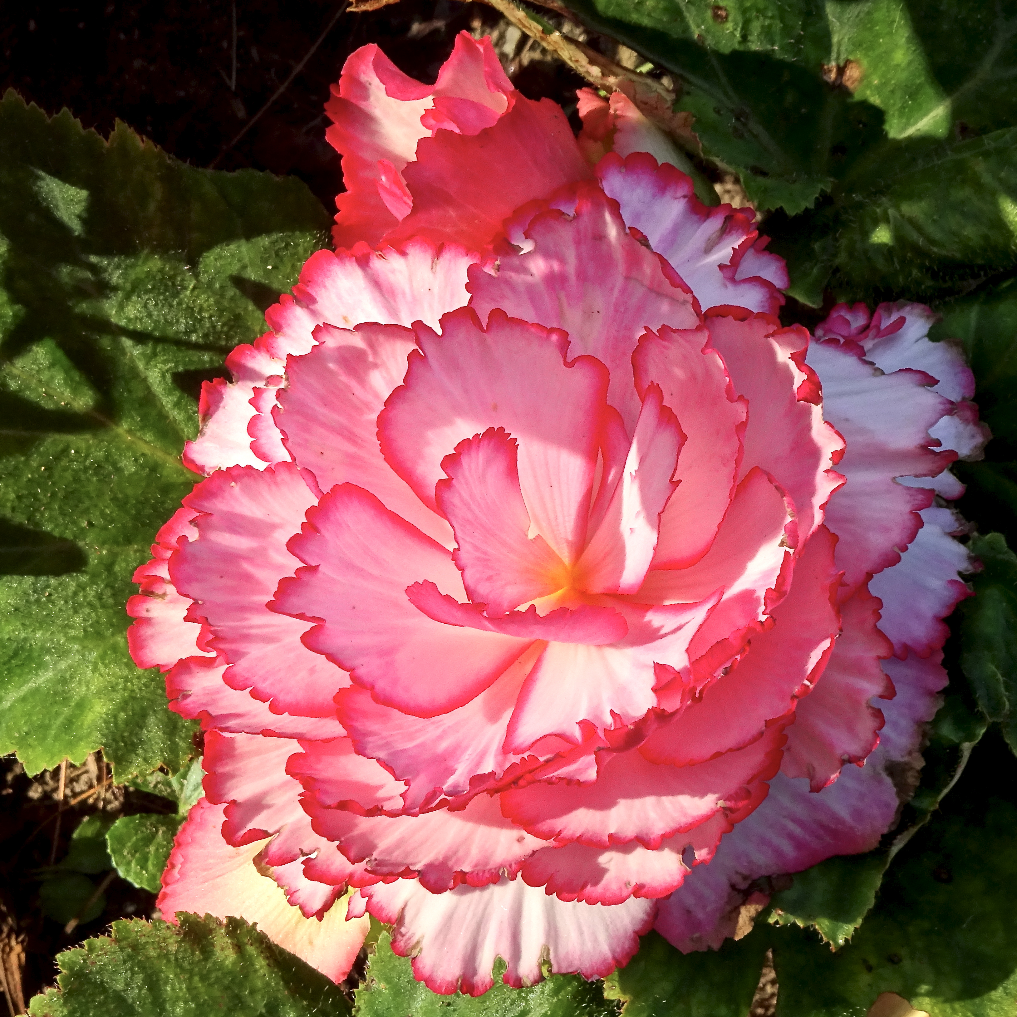 Extroverted Flower Exuberant Vulnerability – Leaf And Twig