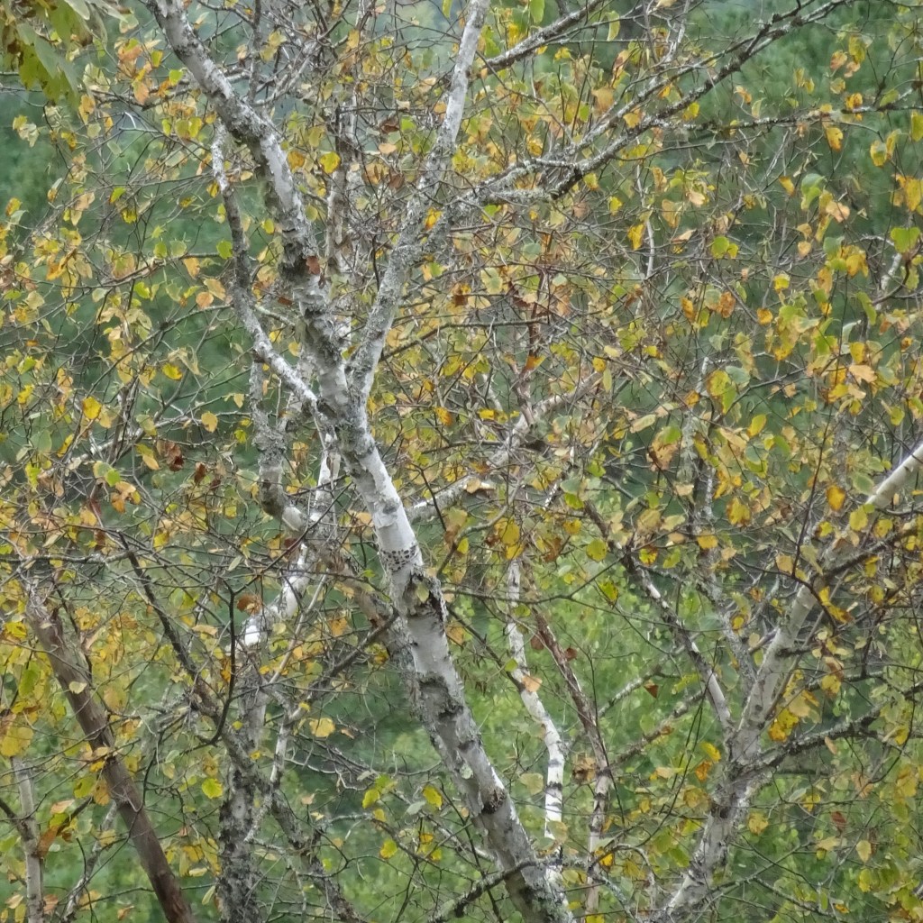 Intricacies Of Goodbye – Leaf And Twig