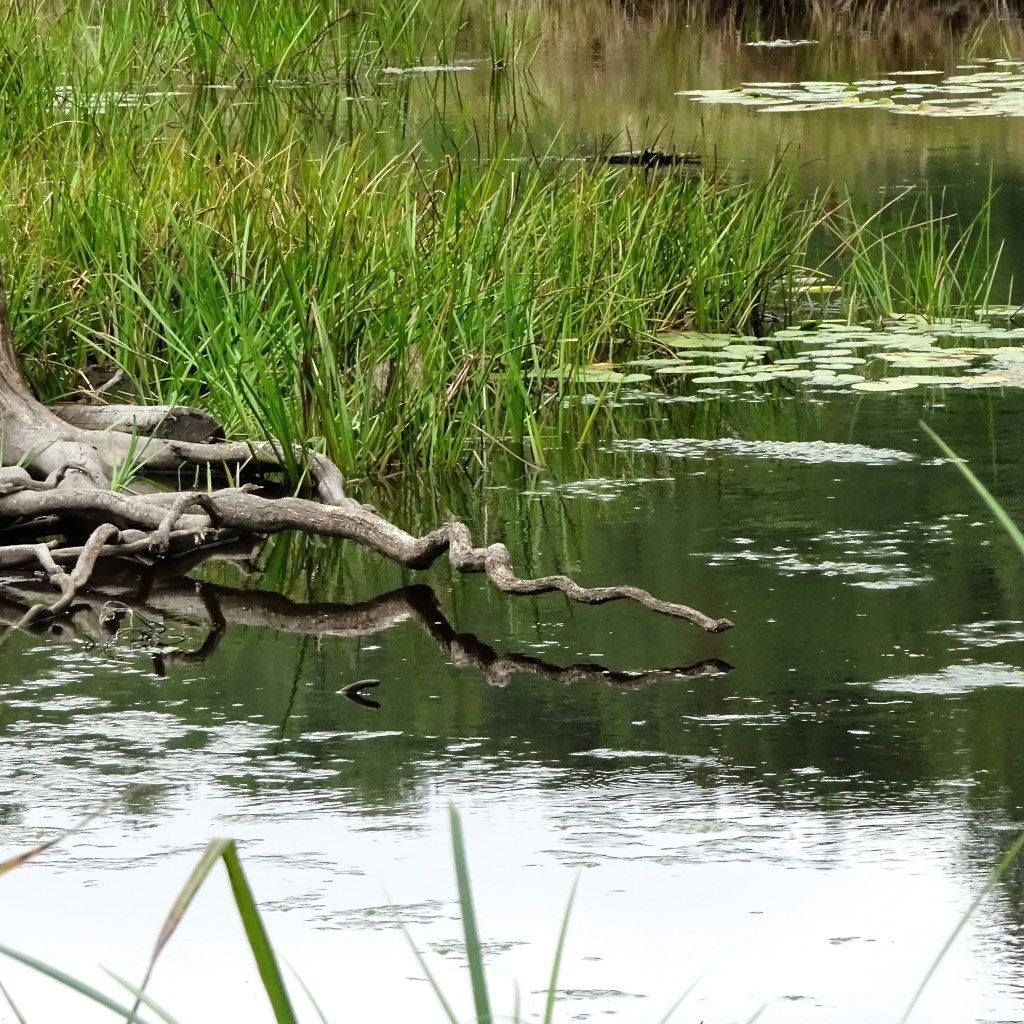 Used A Ruse A Ruse Of Roots – Leaf And Twig