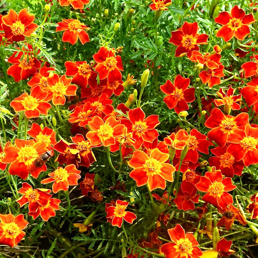Electric Marigolds Leaf And Twig Electric marigolds leaf and twig