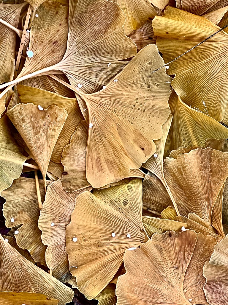 First Course – Leaf And Twig