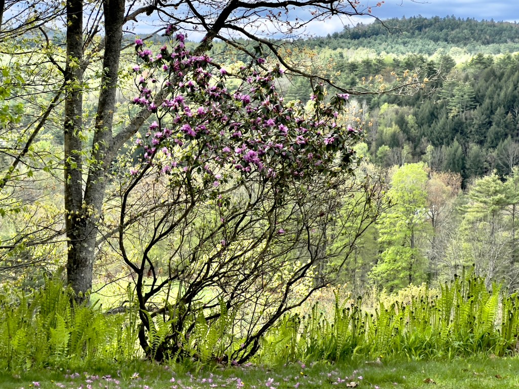 Azalea In Spring – Leaf And Twig