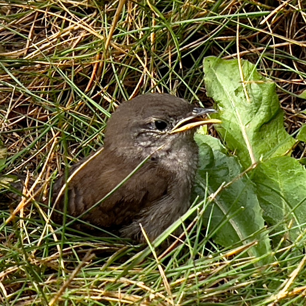 Fledging – Leaf And Twig