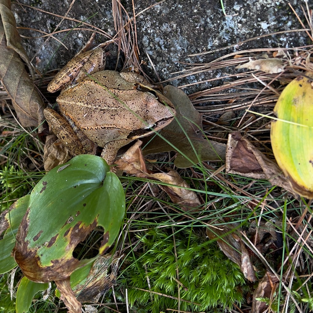 Inconspicuousness – Leaf And Twig